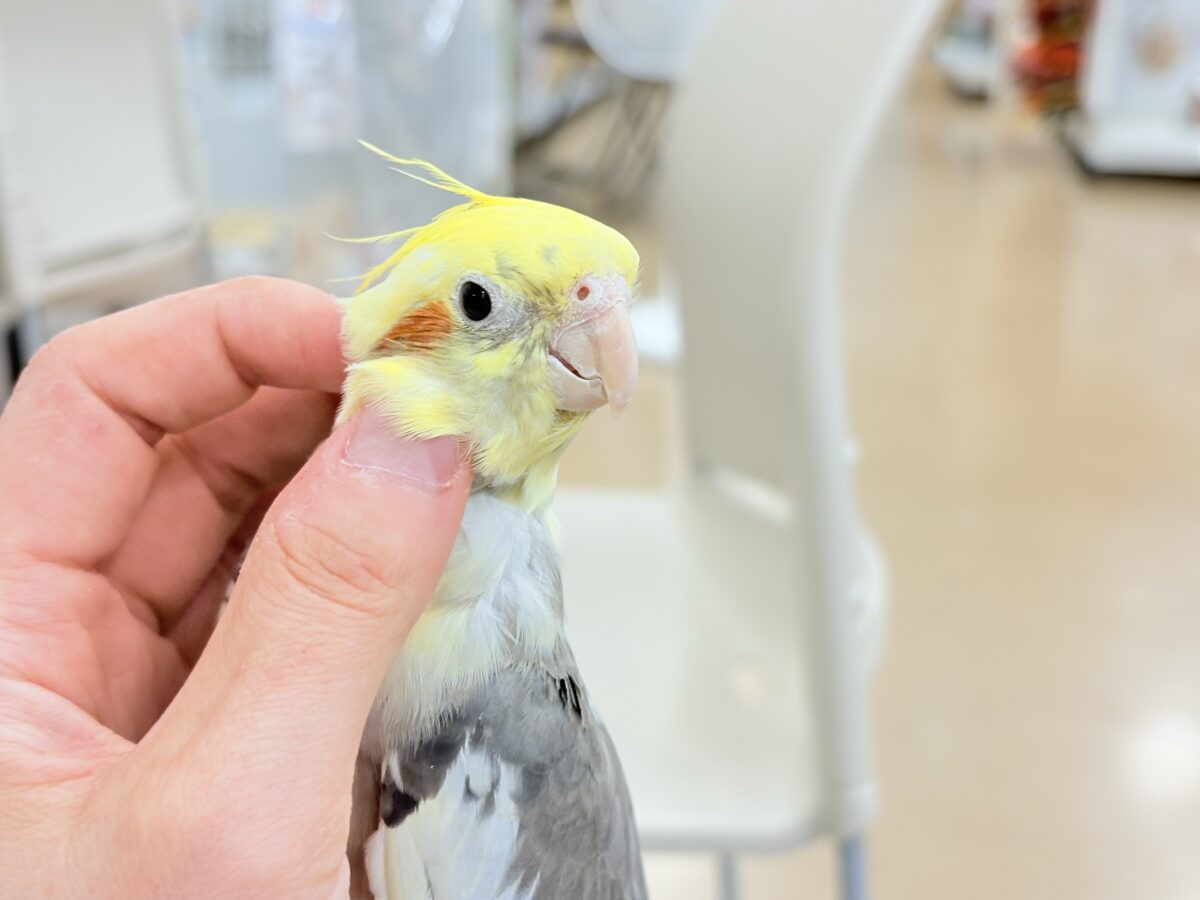 オカメインコ