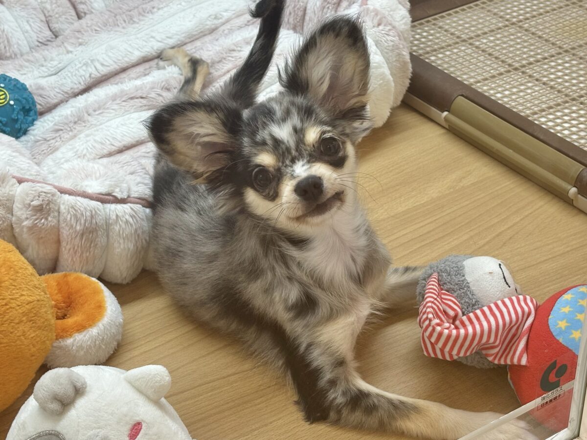 チワックス