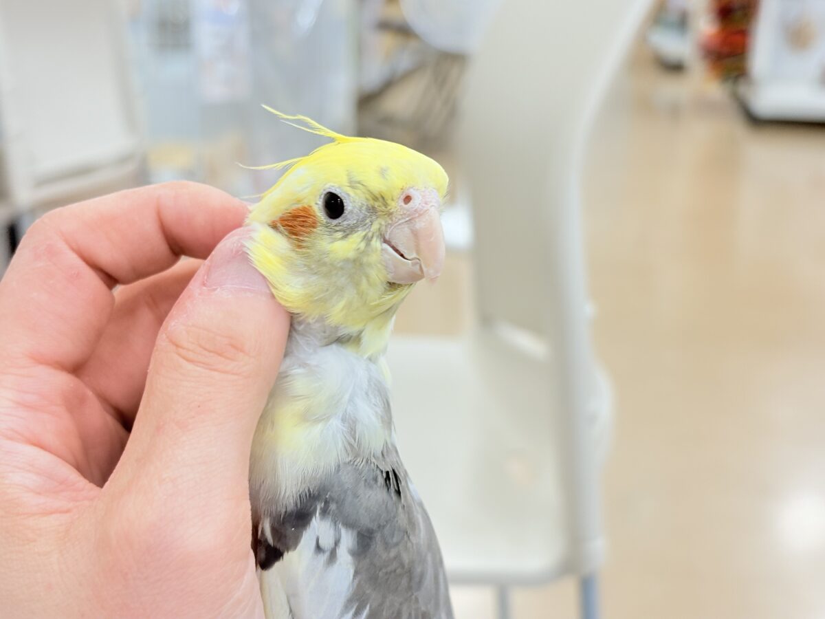 オカメインコ