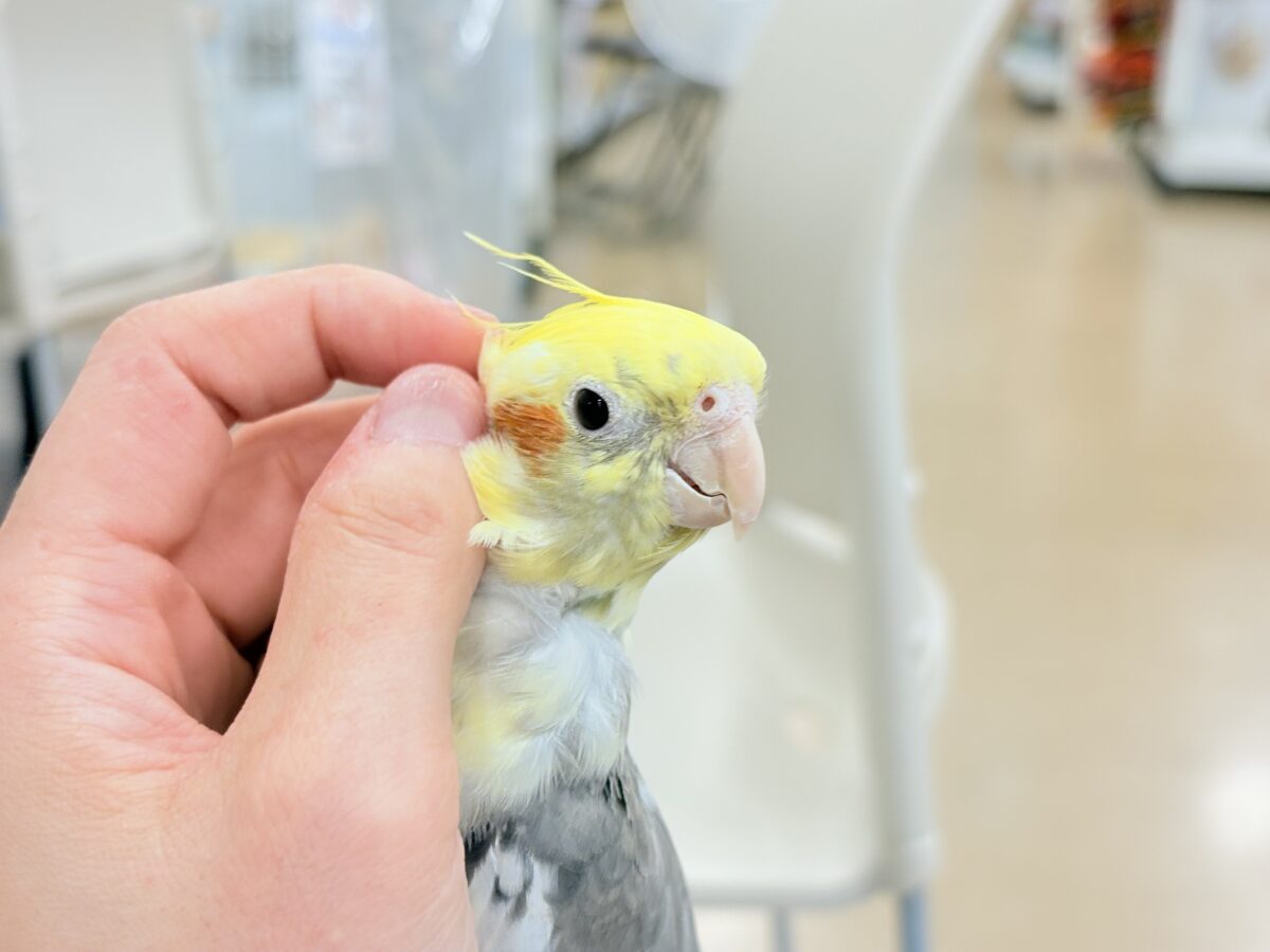 オカメインコ