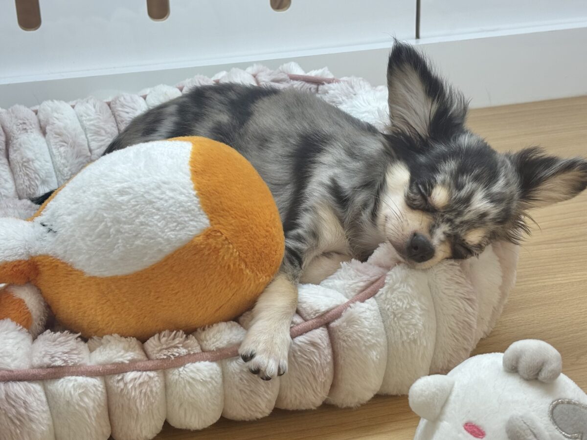 チワックス