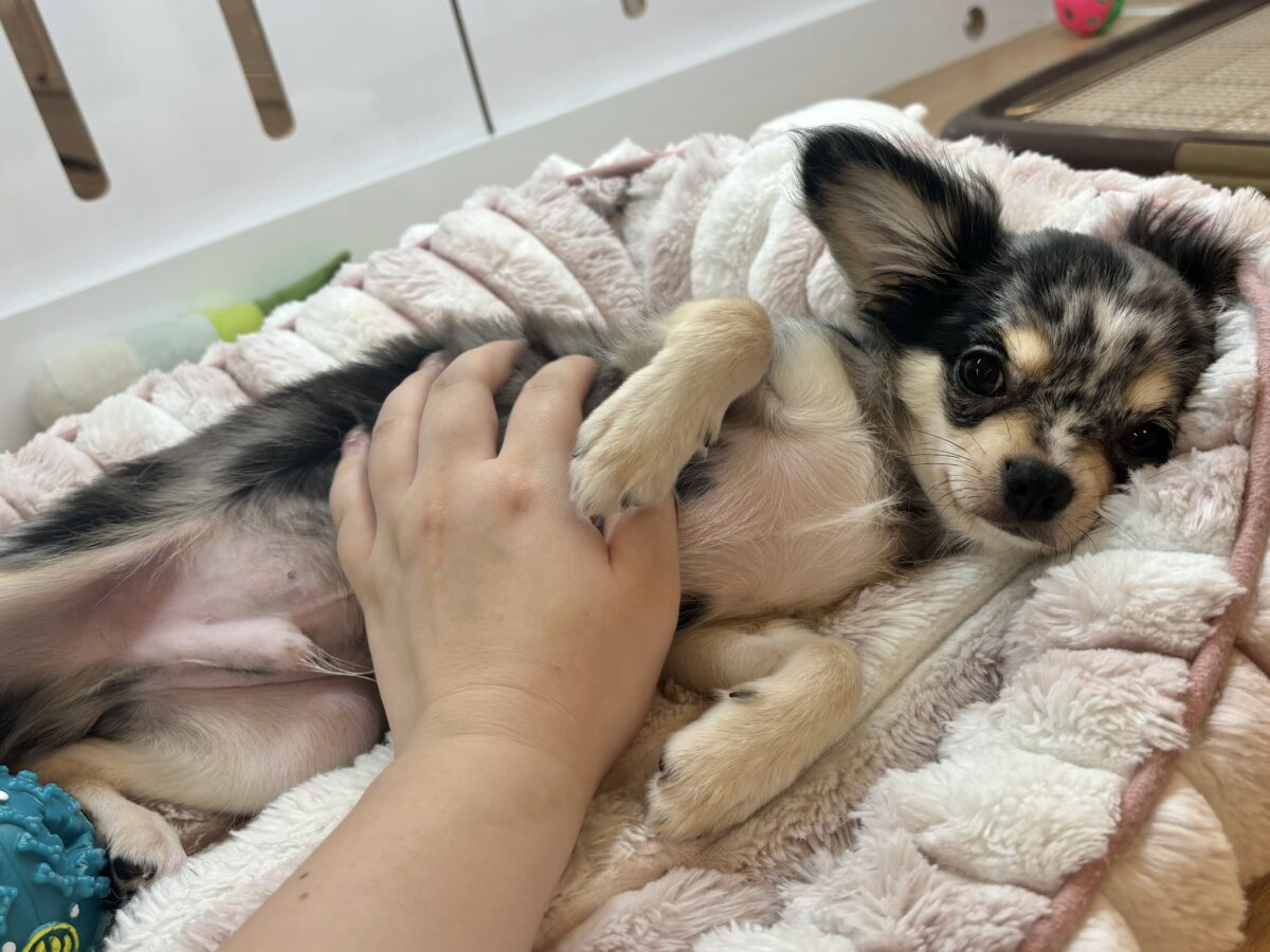 チワックス
