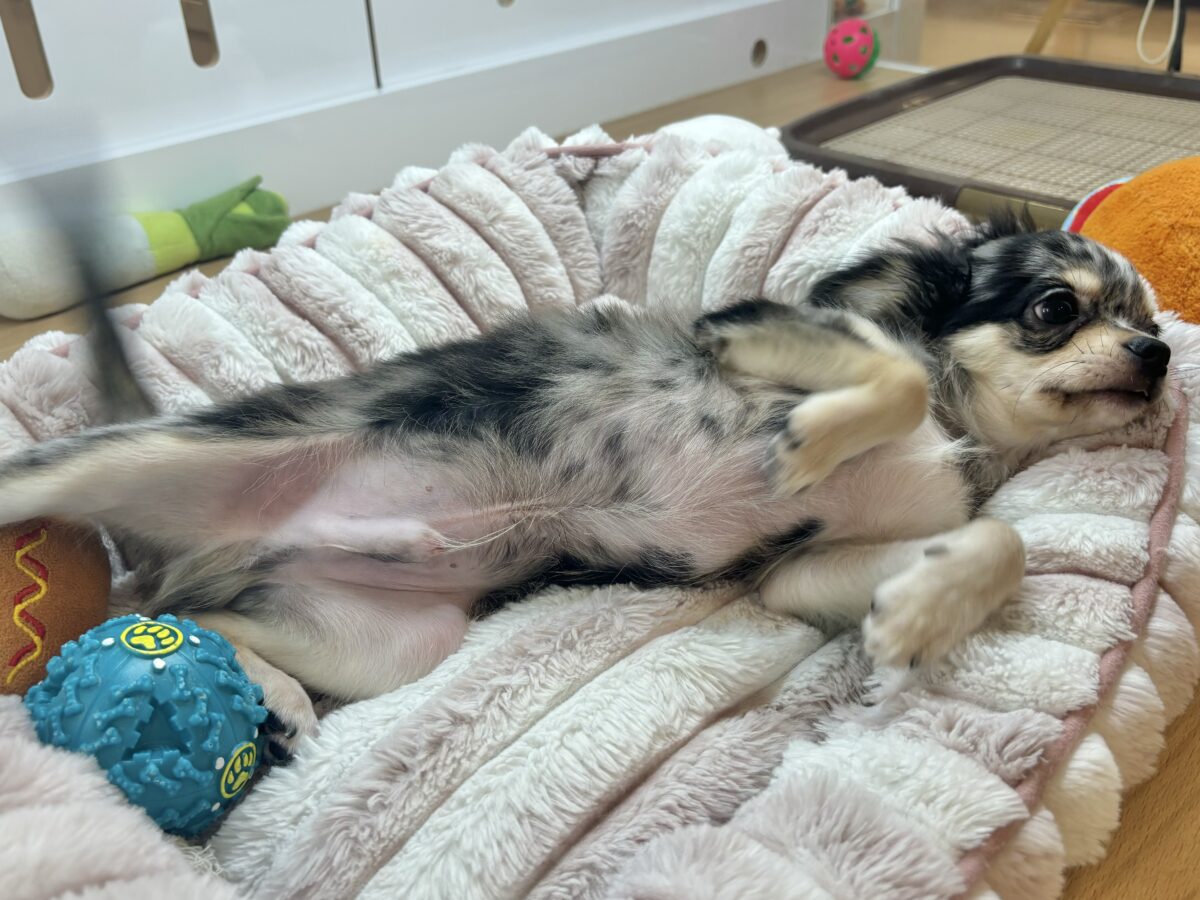 チワックス
