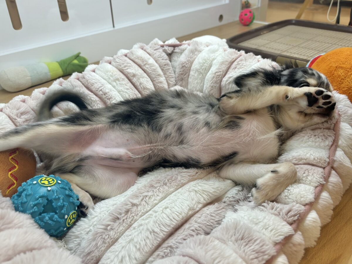 チワックス