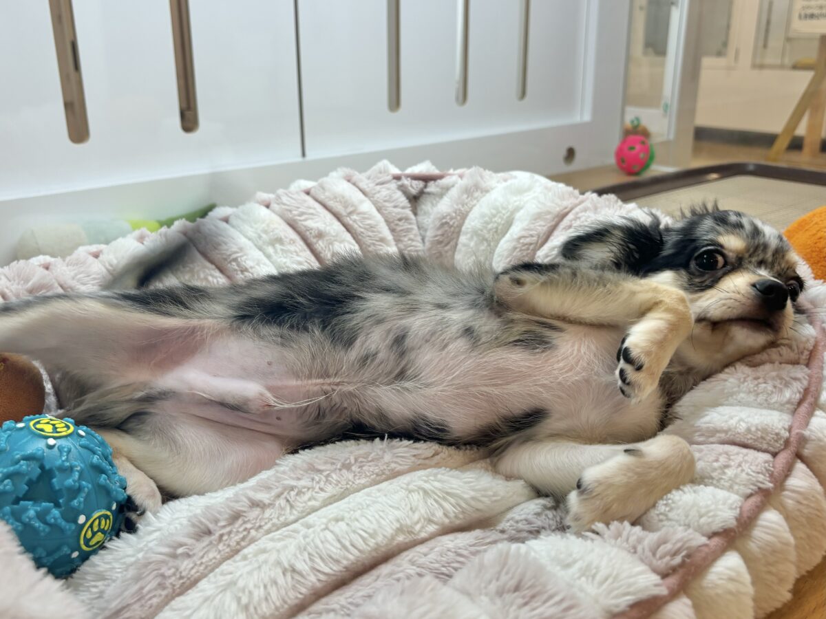 チワックス