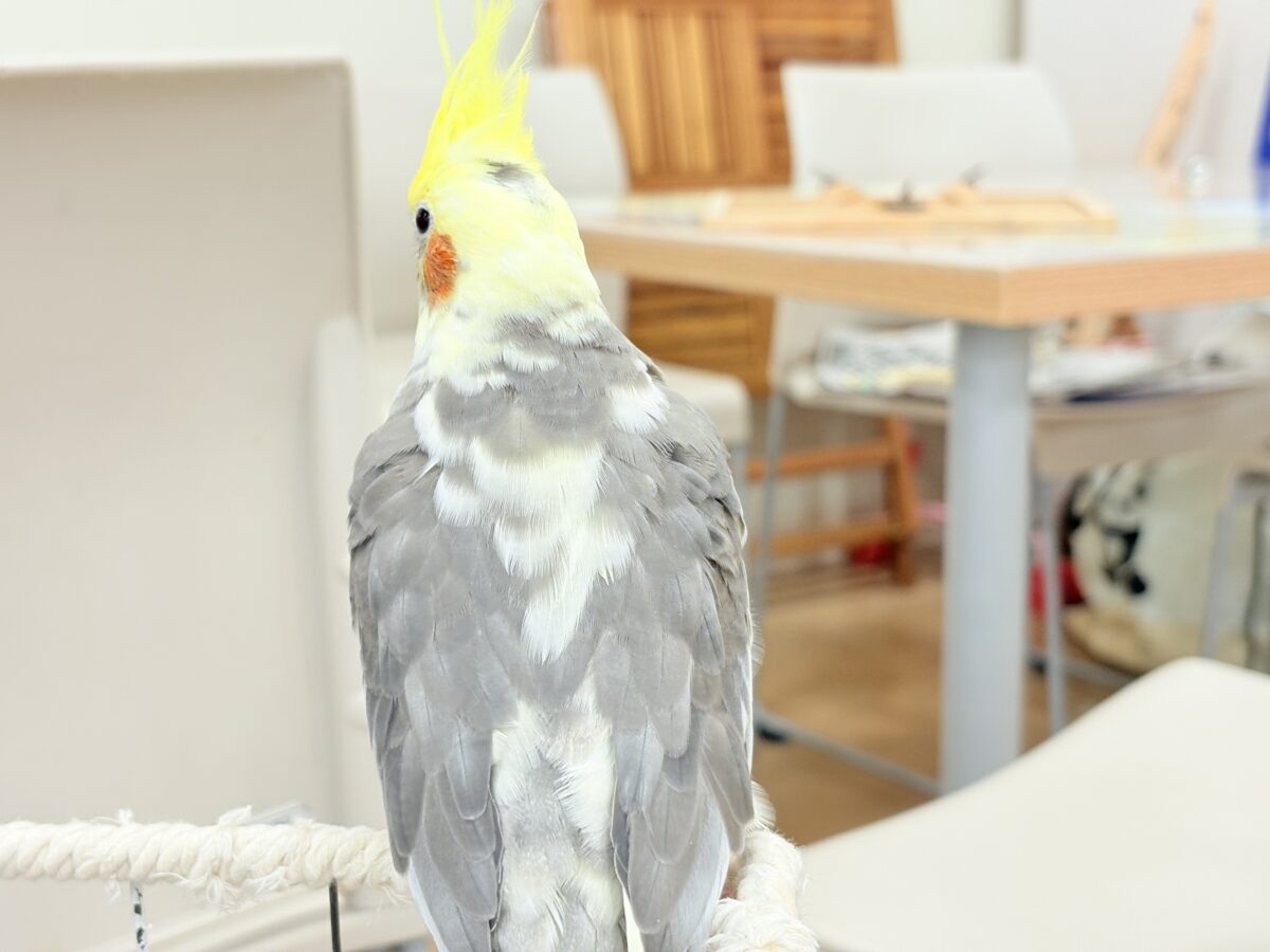 オカメインコ