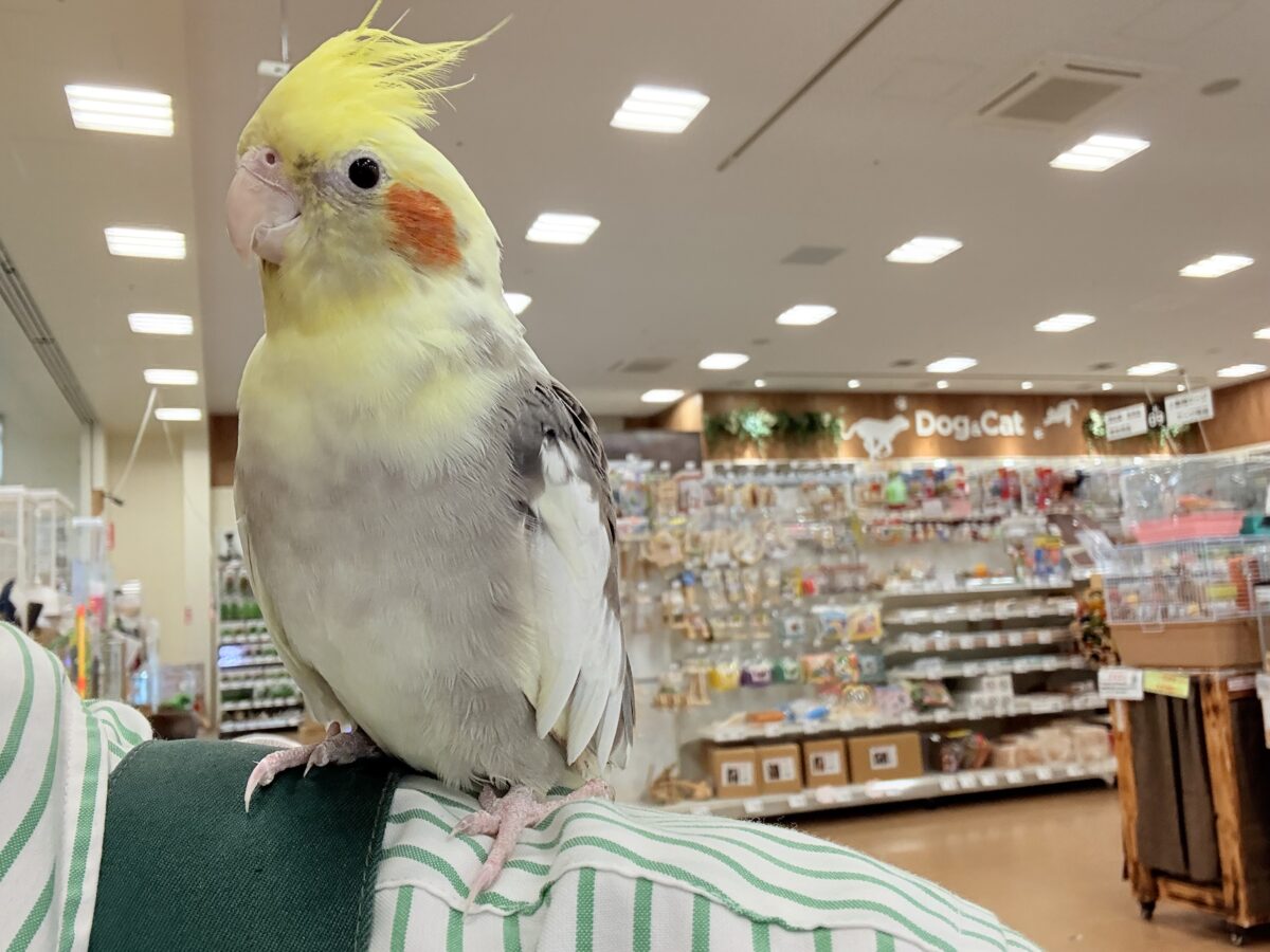 オカメインコ