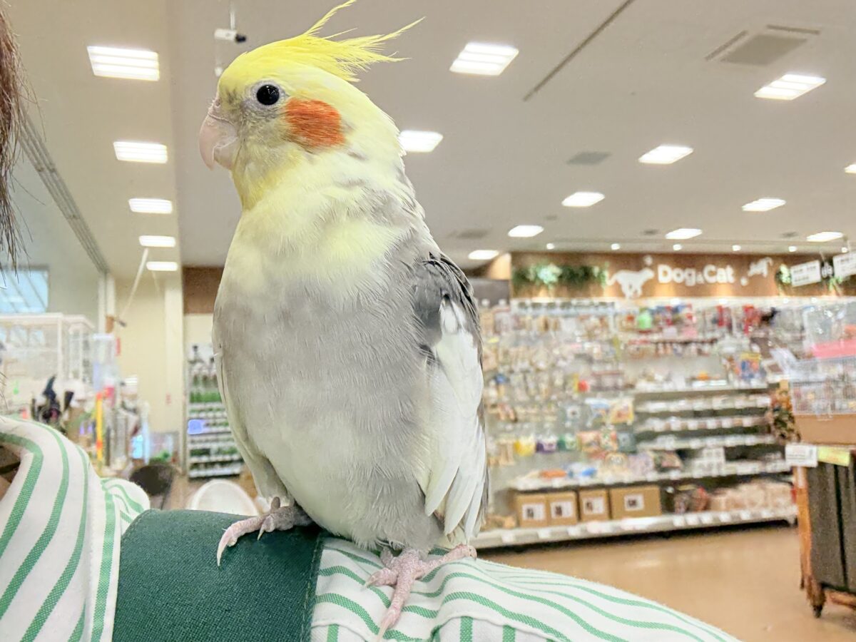 オカメインコ