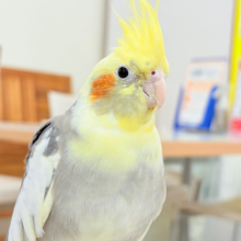 個性派ぞろいのカラーの子🐥💫オカメインコ(パイド)