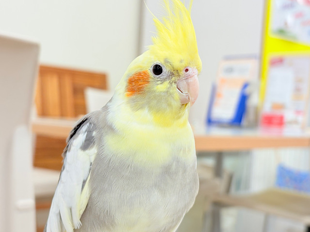 個性派ぞろいのカラーの子🐥💫オカメインコ(パイド)