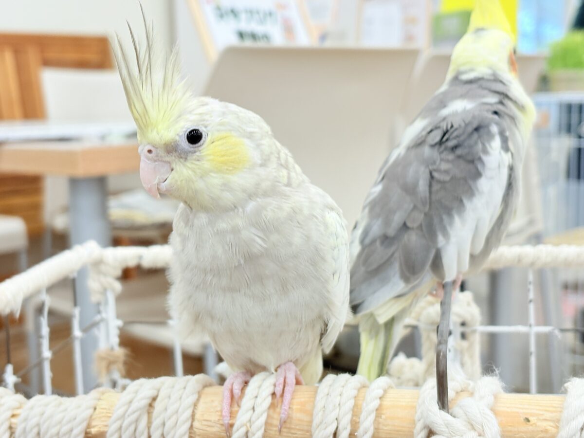 オカメインコ