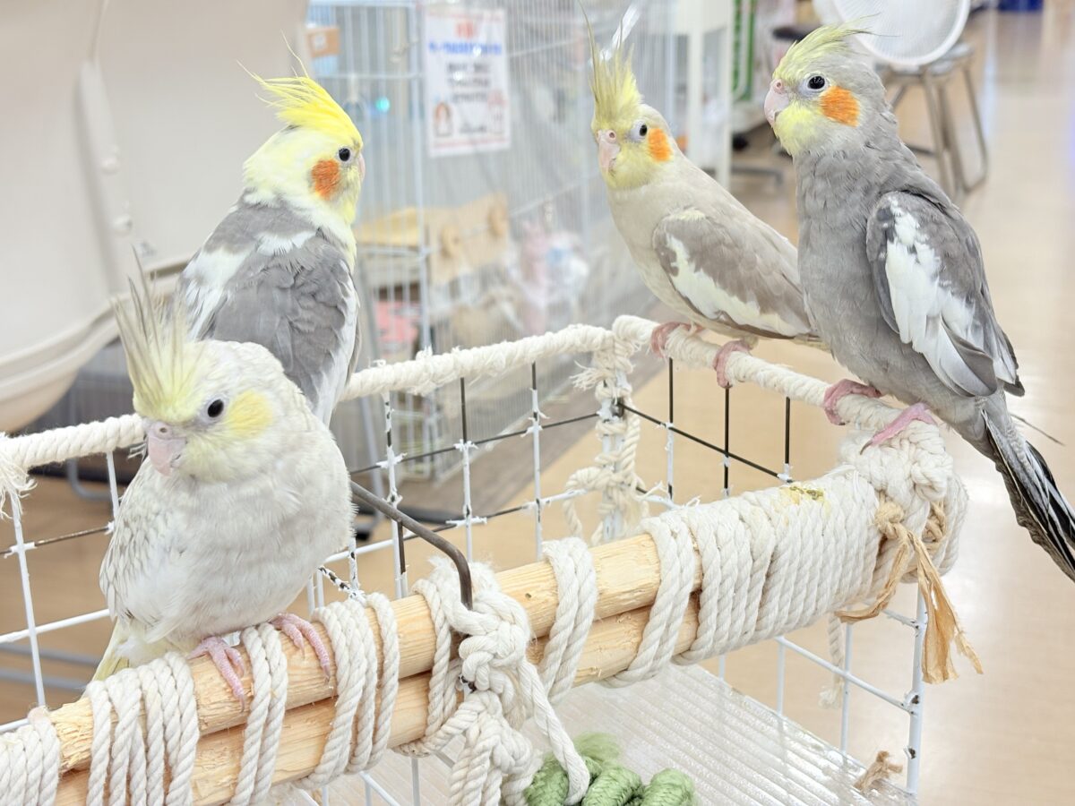 オカメインコ