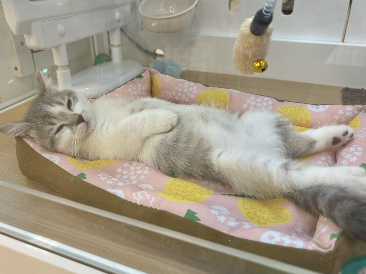 マンチカン