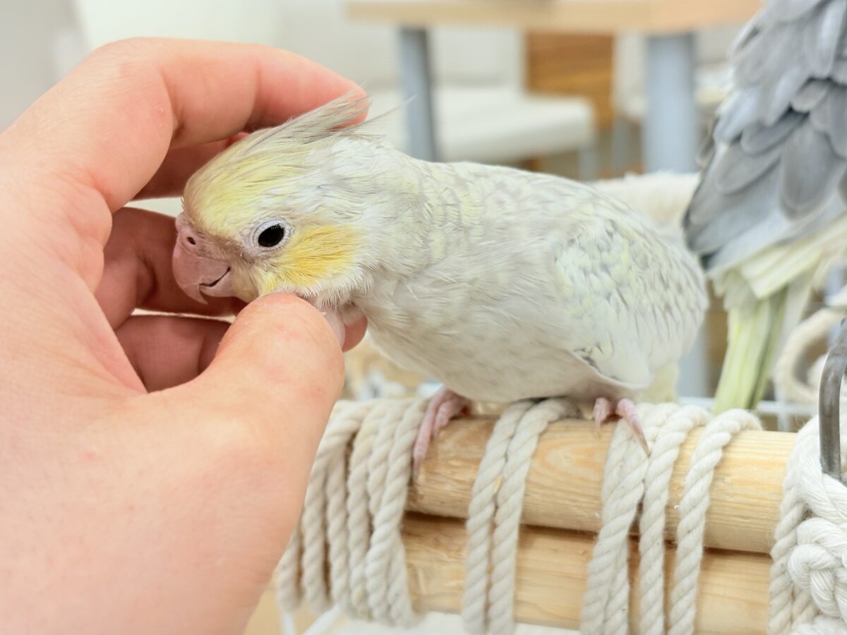 オカメインコ