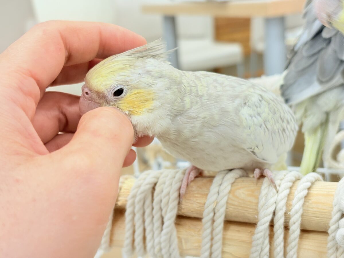 オカメインコ