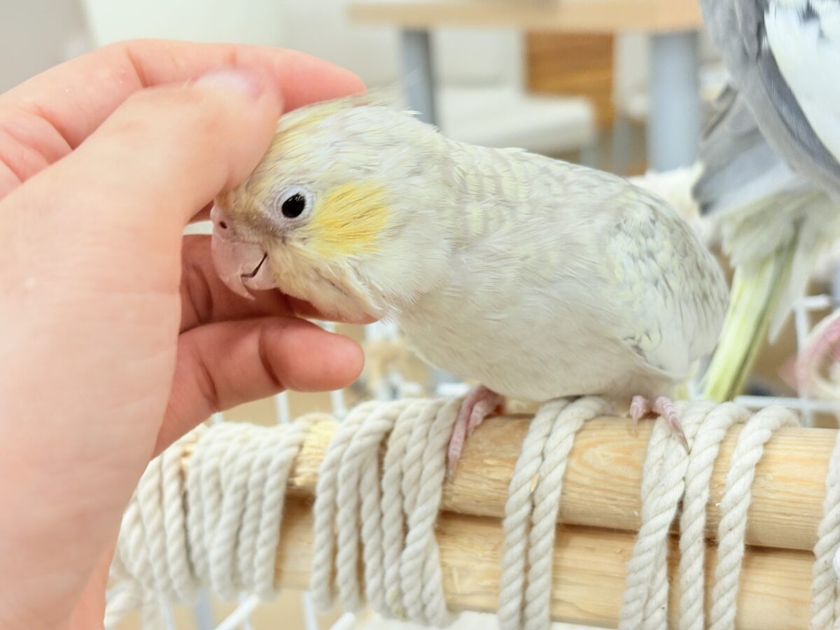 オカメインコ