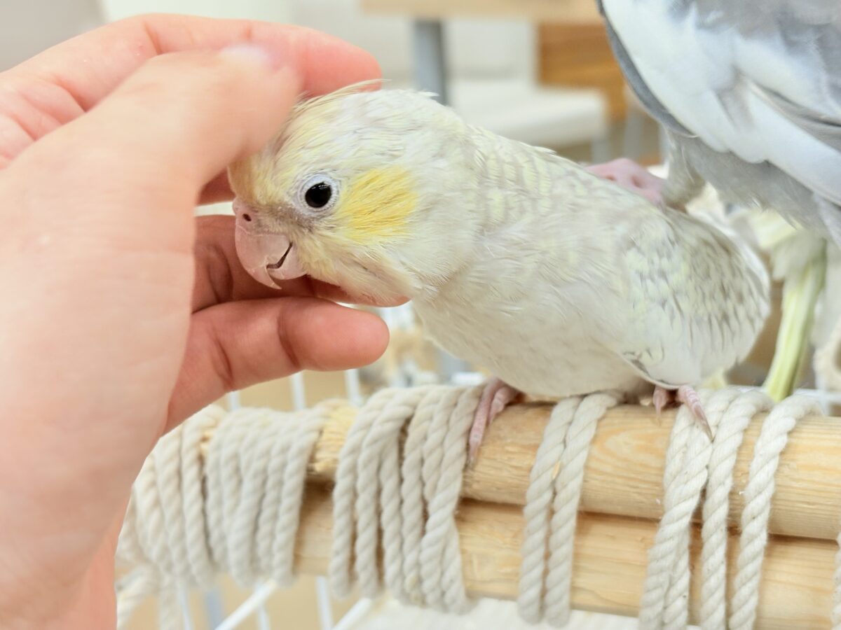 オカメインコ