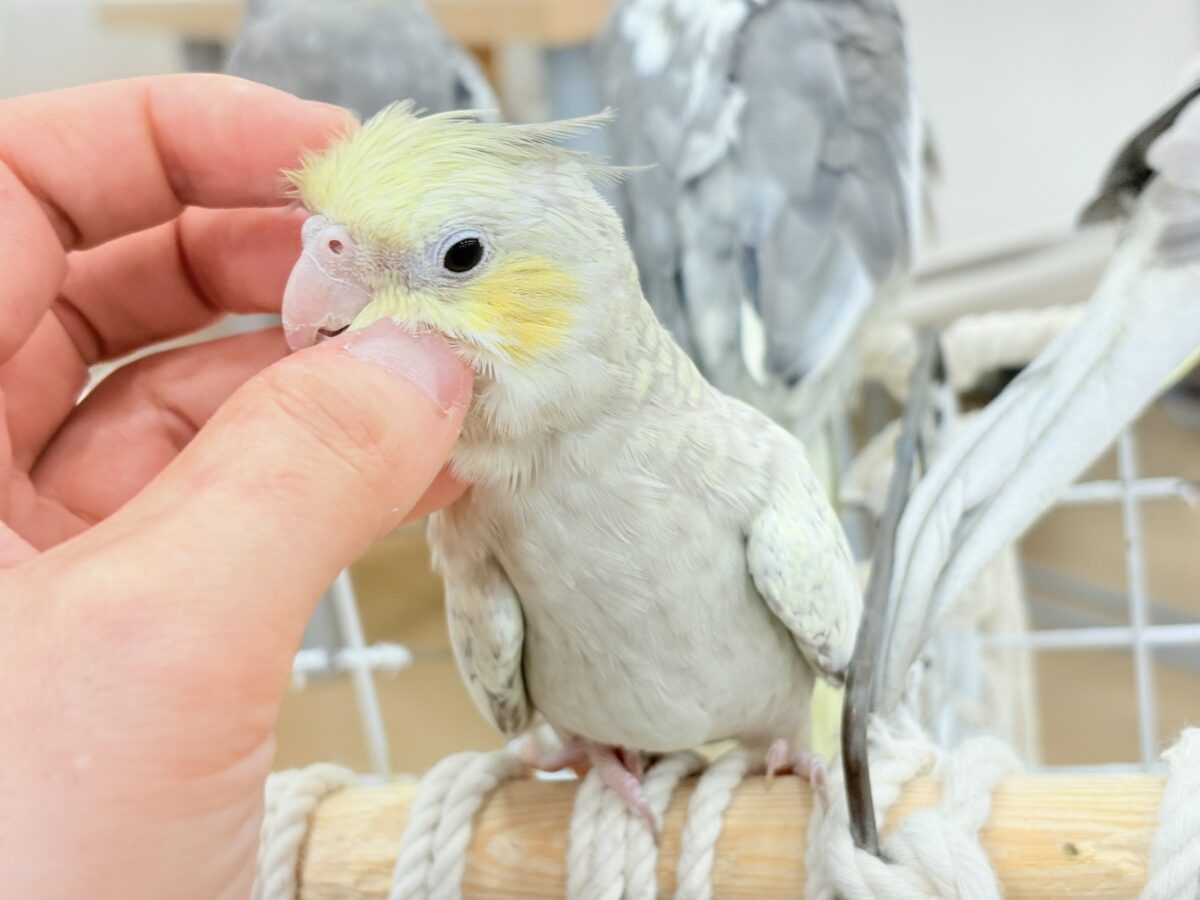 オカメインコ