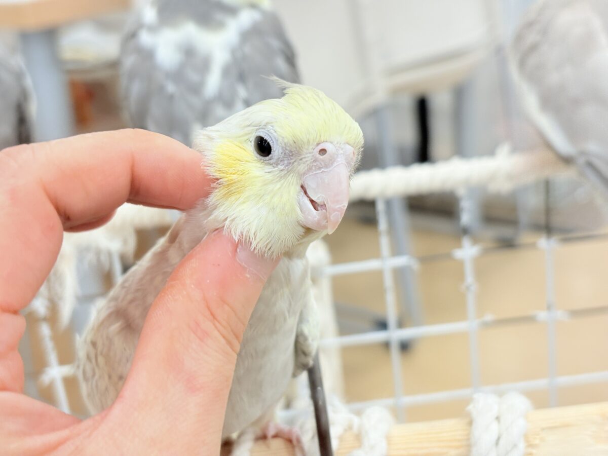 オカメインコ