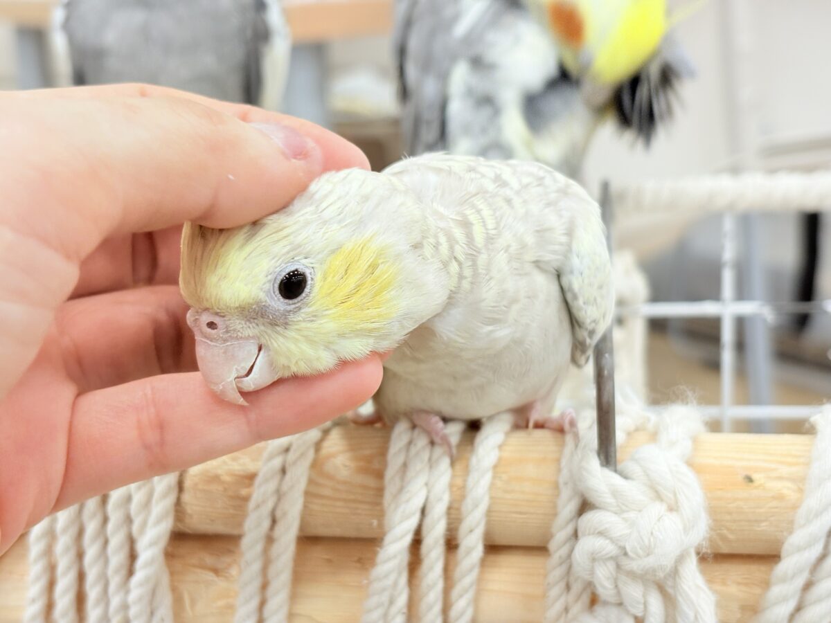オカメインコ
