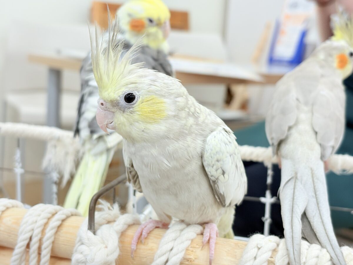 オカメインコ