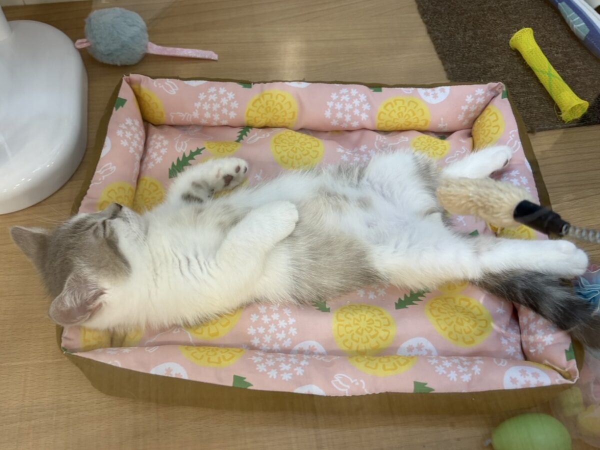 ほんとは…ね……超甘えたい!マンチカンくん! マンチカン