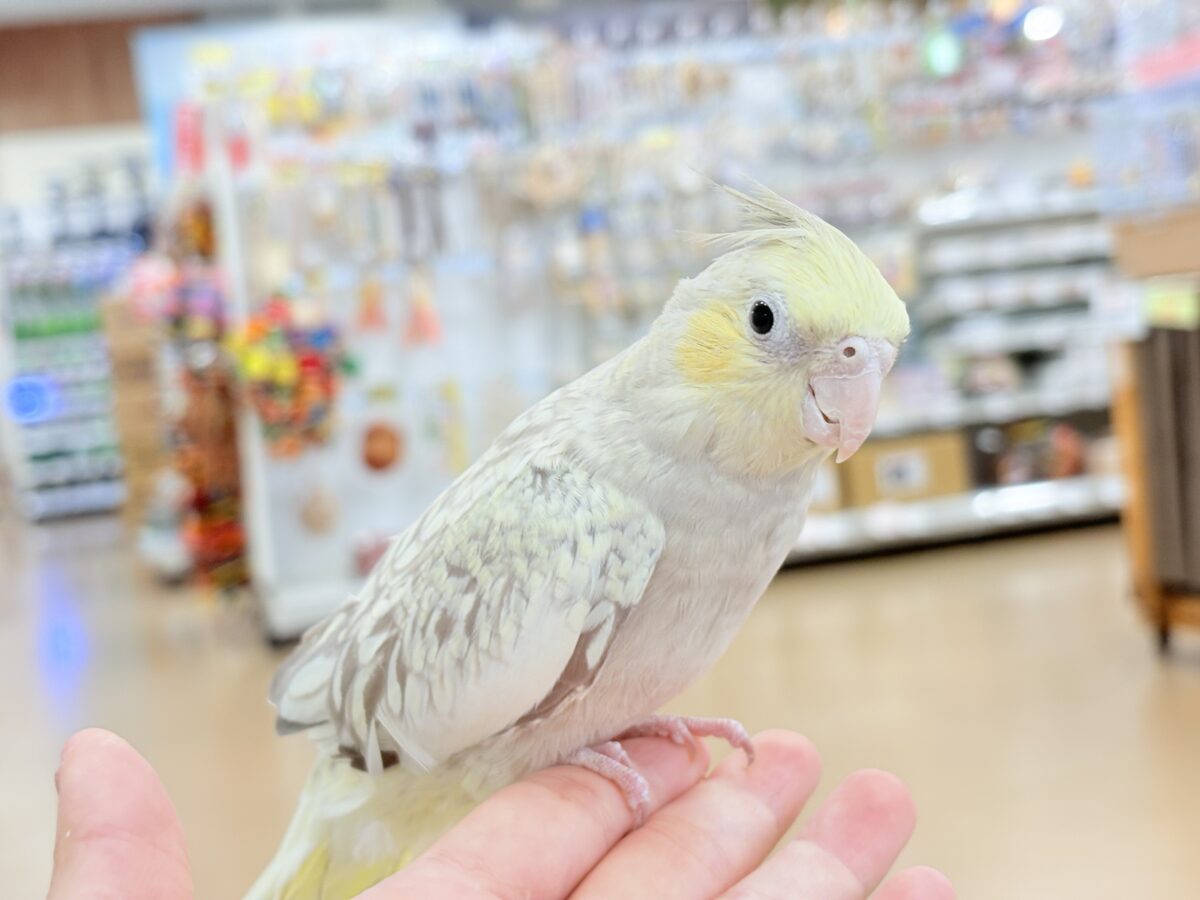 オカメインコ