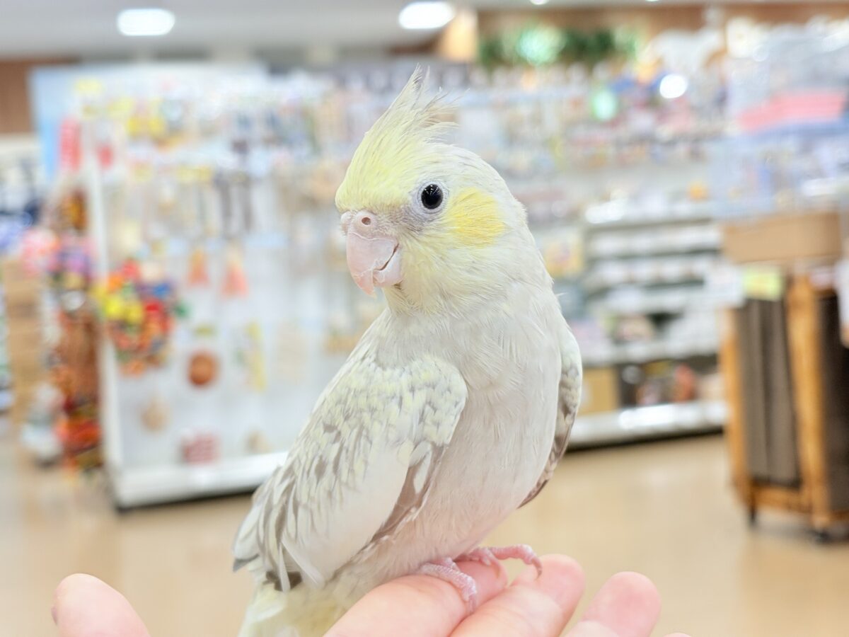 オカメインコ