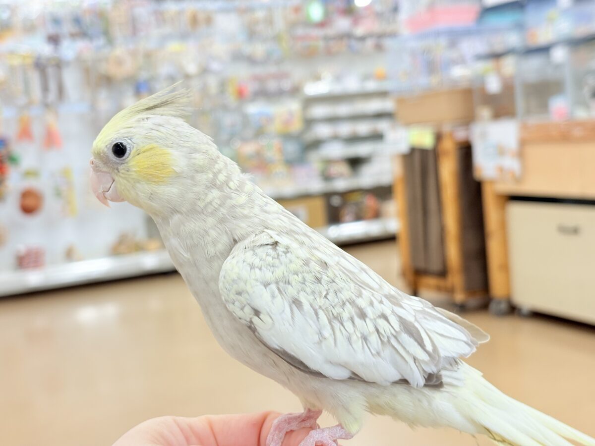 オカメインコ