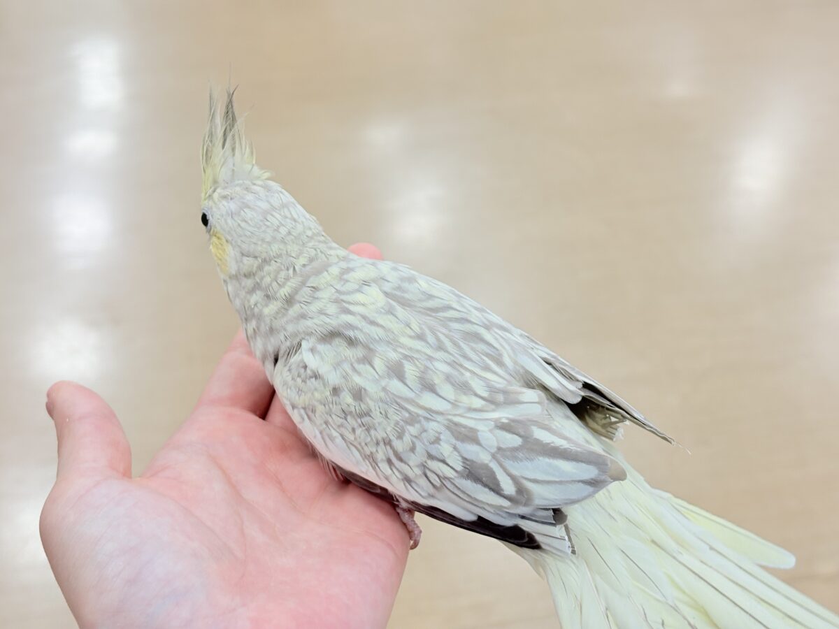 オカメインコ