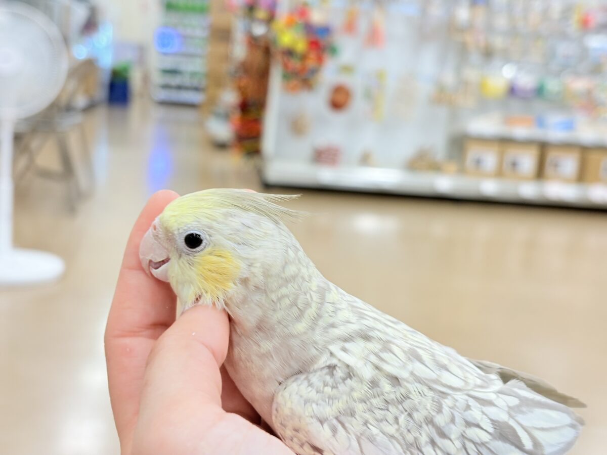 オカメインコ