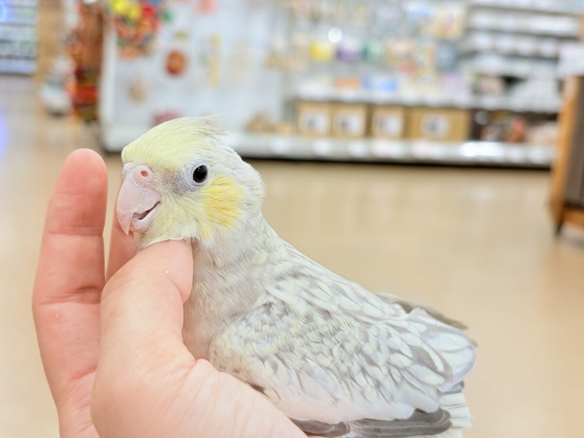 オカメインコ