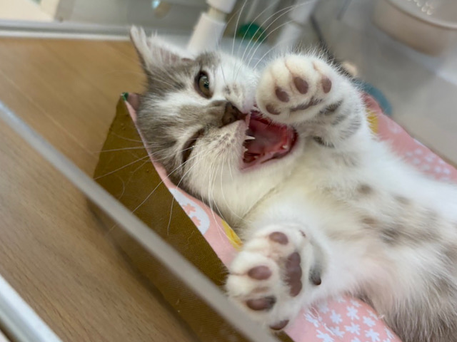 ほんとは…ね……超甘えたい!マンチカンくん! マンチカン