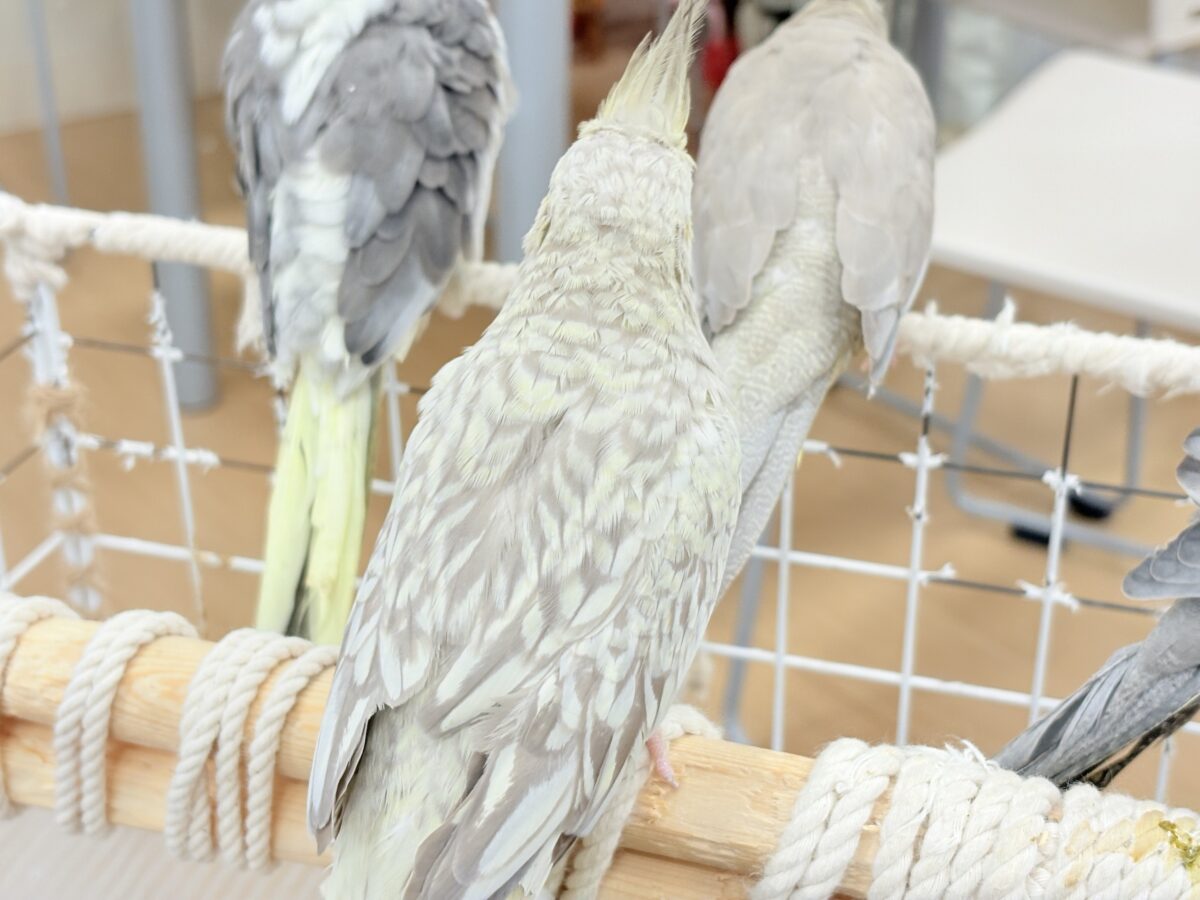 オカメインコ