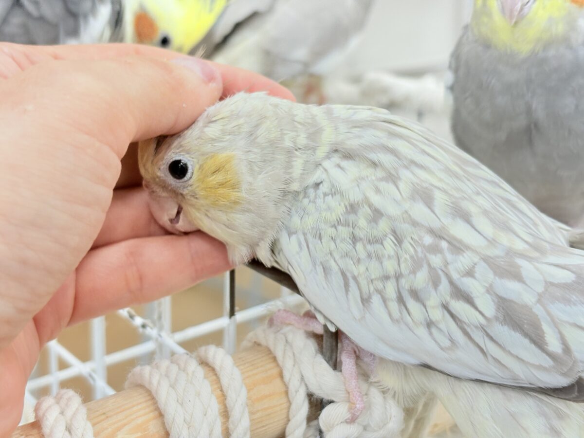 オカメインコ