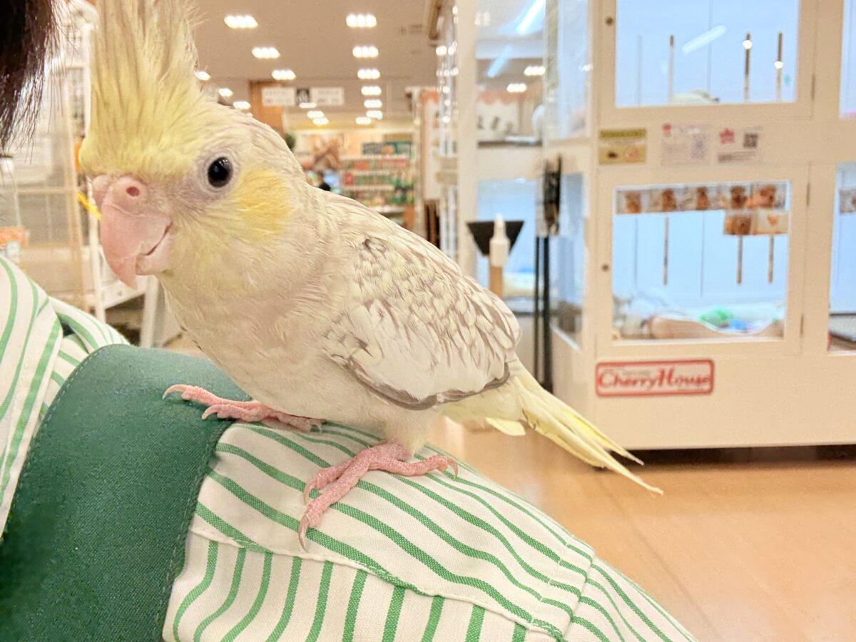 オカメインコ