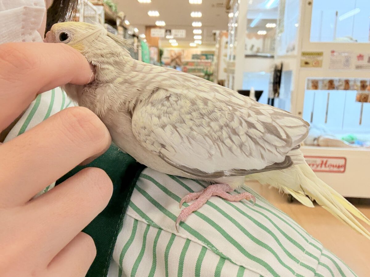 オカメインコ