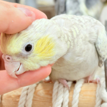 デレた時の可愛さったら……♡♡オカメインコ(イエローフェイスシナモンパール)