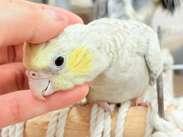 デレた時の可愛さったら……♡♡オカメインコ(イエローフェイスシナモンパール)