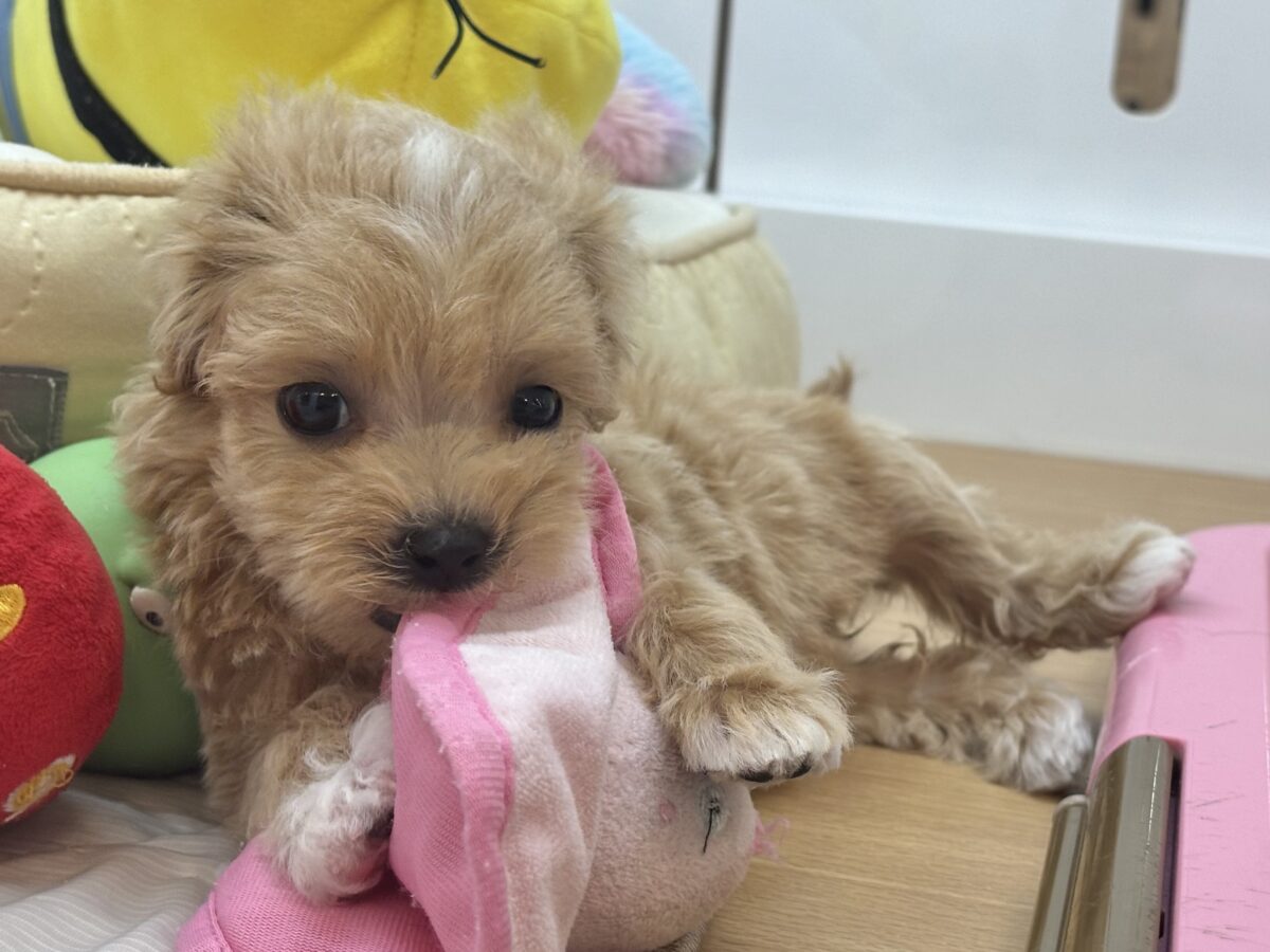 マルプー