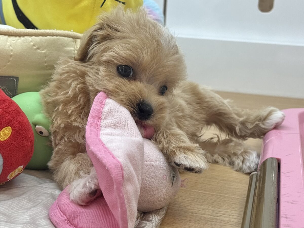マルプー