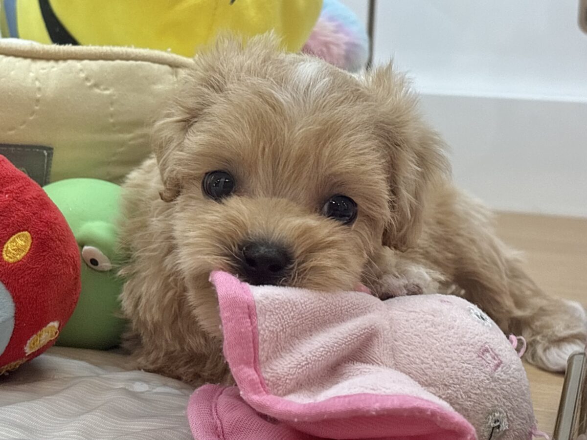 マルプー
