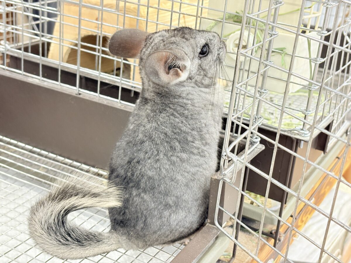 チンチラ