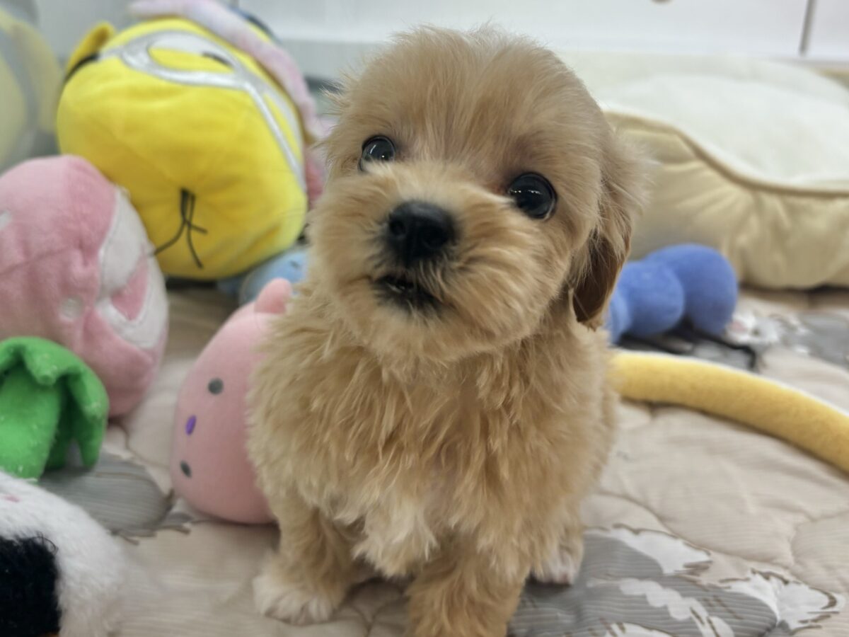 マルプー
