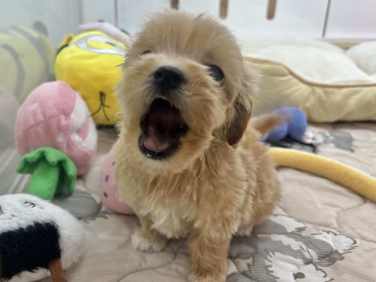マルプー