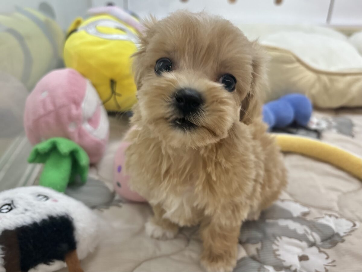 マルプー