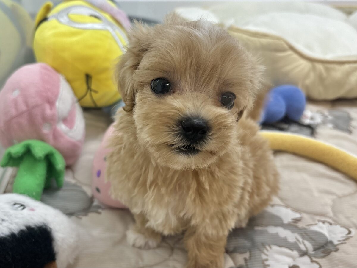 マルプー