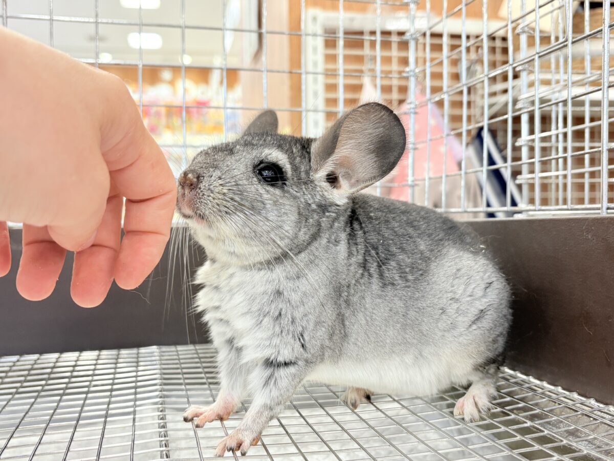 チンチラ