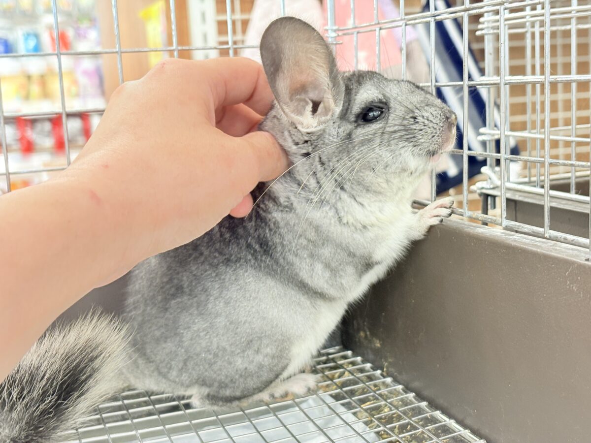 チンチラ