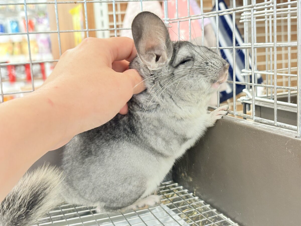 チンチラ